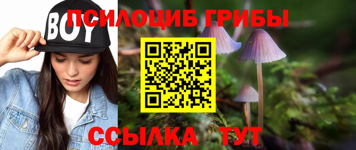 Псилоцибиновые грибы Psilocybe Унеча